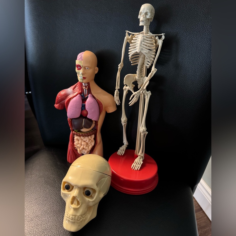Human Anatomy Models - Picture 4 of 10